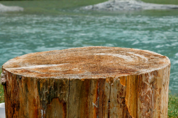Download Closeup Shot of Tree Surface, Wooden - Premium Resources