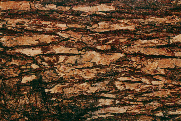 Download Closeup Shot of Tree Surface, Wooden - Premium Bundle