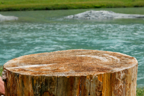Download Closeup Shot of Tree Surface, Wooden - Premium Resources